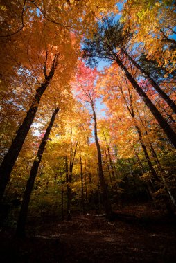 Bir sonbahar günü ağacın altında