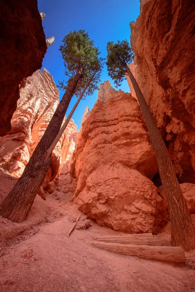 Arbres Intérieur Canyon Bryce — Photo