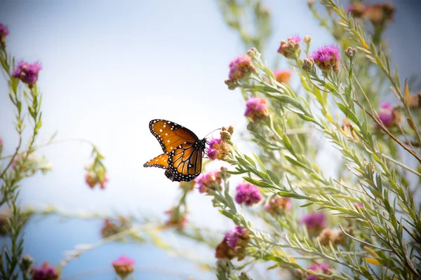 Farfalla Monarca Danaus Plexippus — Foto Stock