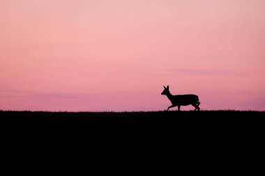 Srna pri zapadu slunce v prirode