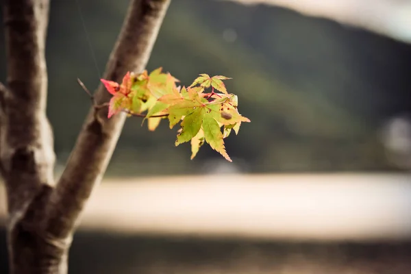 Llega el otoño, pequeñas hojas de arce en el árbol . — Foto de Stock