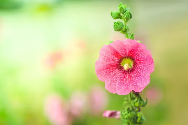 Flores rosadas en el jardín con fondo borroso —  Fotos de Stock