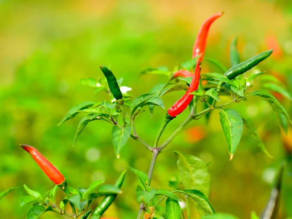 Chilli farm outdoor — Stock Photo, Image