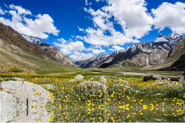 Gyönyörű sárga virág mező, kék ég és a felhő, Kasmír, — Stock Fotó
