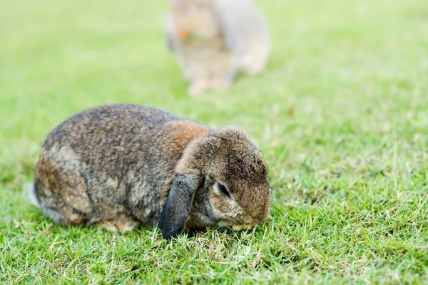 Konijn op groen gras — Stockfoto