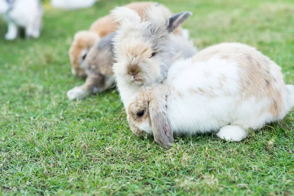 Conigli sull'erba verde — Foto Stock