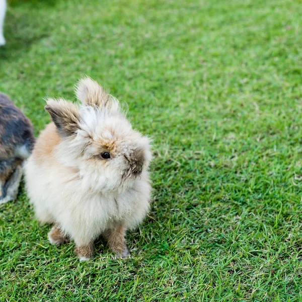 Кролик на зеленой траве — стоковое фото
