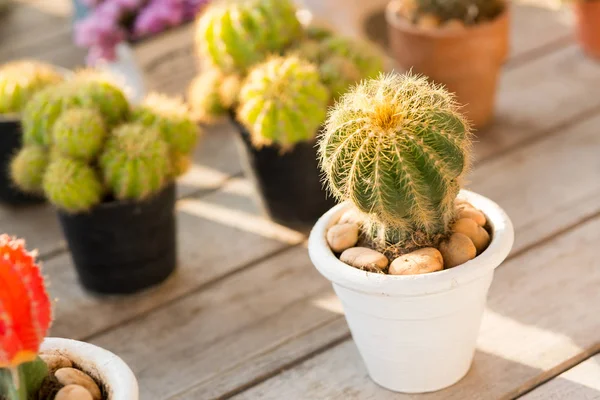 Cantas krukor med naturligt ljus — Stockfoto