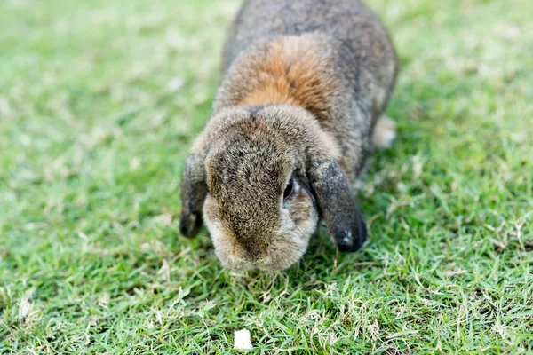 Konijn op groen gras — Stockfoto