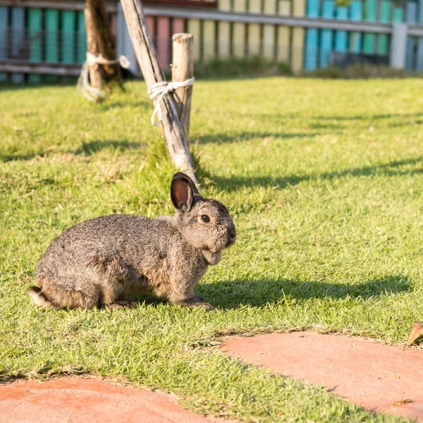 Kanin på grönt gräs i solig dag. — Stockfoto