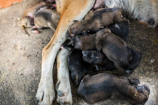 Perro sin hogar y bebé durmiendo en la calle con moscas y pulgas en t — Foto de Stock