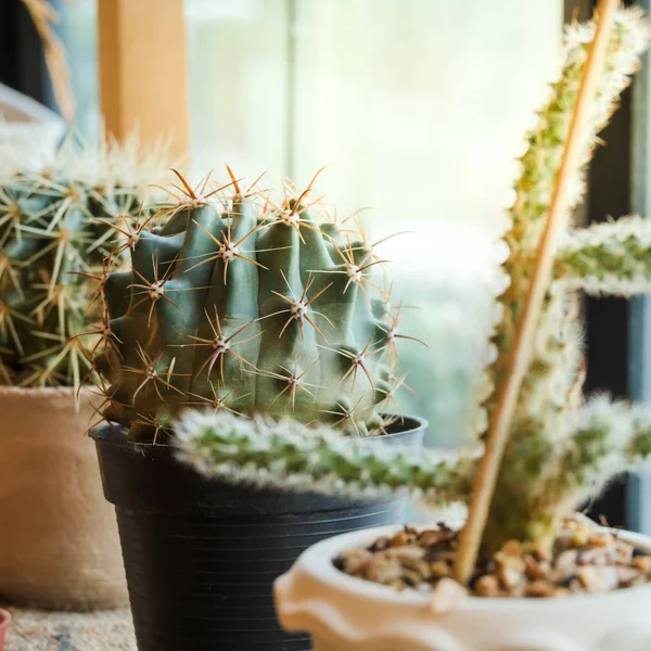 Cactuc kruka på hylla nära fönster. — Stockfoto