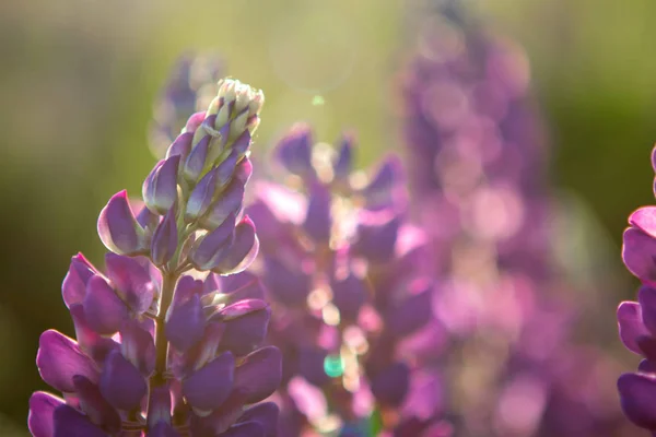 Paarse Lupine Lupine Veld Zonlicht — Stockfoto