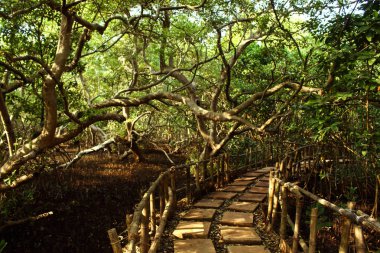 yol mangroves kare plaka