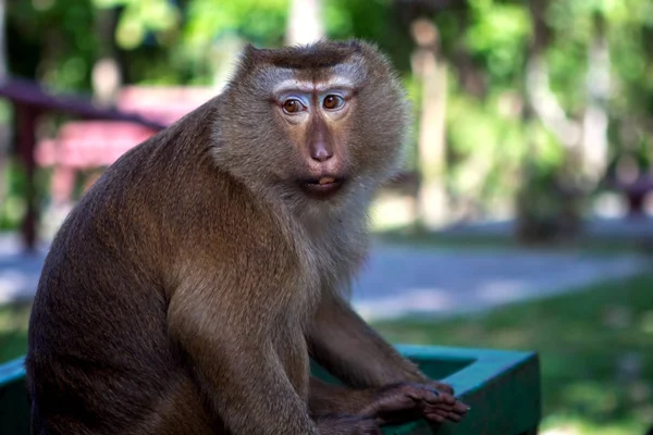 Monos Tailandeses Montaña Monos — Foto de Stock
