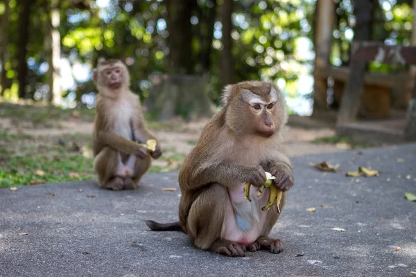Monos Tailandeses Montaña Monos — Foto de Stock