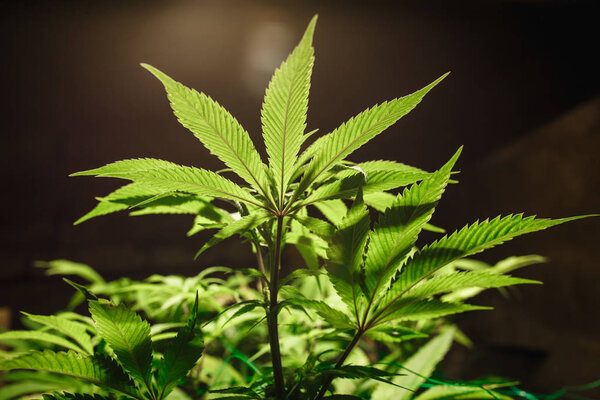 The leaves of hemp closeup. Growing marijuana under artificial light lamp