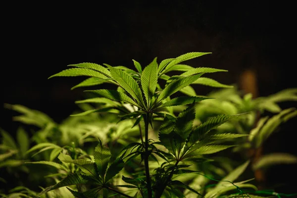 Las Hojas Cáñamo Cerca Cultivo Marihuana Bajo Lámpara Luz Artificial — Foto de Stock
