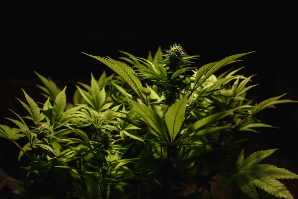 Çiçekli marihuana kapanışı. Kenevir kozalakları olgunlaşma sürecinde