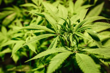 Kenevir yaprakları yakın plan. Yapay lamba altında marihuana yetiştiriyorum.