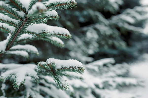 云杉的枝条在雪地里紧密相连 冬天的明信片 第一片雪落在树枝上 — 图库照片