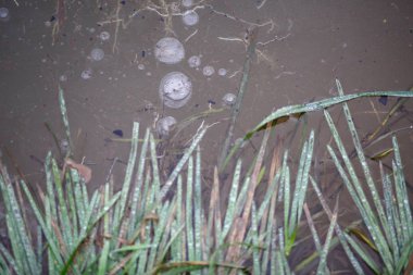 Baloncuklu donmuş buz dokusu, donmuş yapraklar ve gölde çimen. Buzlu çimenlerin çerçevesinde gri buz
