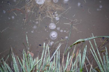 Baloncuklu donmuş buz dokusu, donmuş yapraklar ve gölde çimen. Buzlu çimenlerin çerçevesinde gri buz