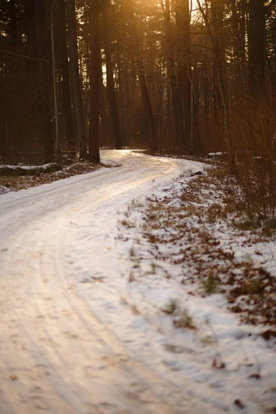 Дорога Сосновом Лесу Солнечный Весенний День Ледяная Дорожка Отпечатками Ног — стоковое фото