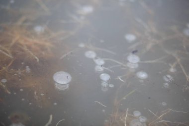 Baloncuklu donmuş buz dokusu, donmuş yapraklar ve gölde çimen. Buzlu çimenlerin çerçevesinde gri buz