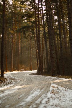 Güneşli bir bahar gününde çam ormanında yol. Güneşin sıcak ışınlarında parlayan ayak izleri ve kayaklarla dolu buzlu patika..