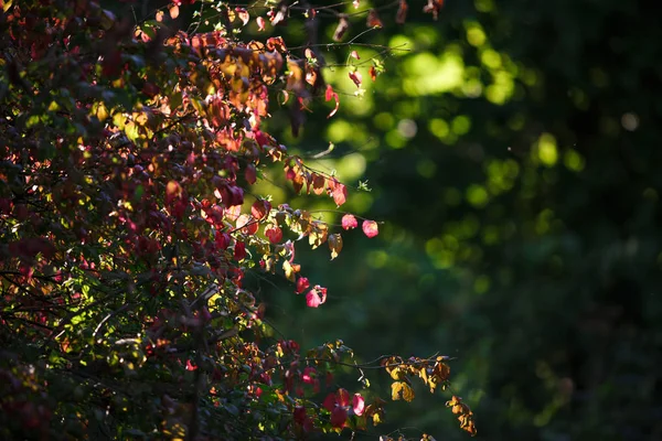 Rote Herbstblätter Einem Strauch Vor Grünem Waldhintergrund Kontrastfarben Des Herbstes — Stockfoto