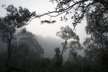 Sabah sisi ve ıslak ormanın tazeliği. Doğada sabah, ağaçların ve sislerin arasından yayılan ışık.