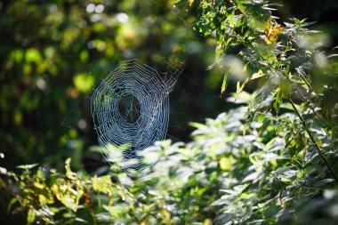 Çimenler ve ağaç dalları üzerinde örümcek ağları. Web şebekesi sabah güneş ışığı ile aydınlatılır