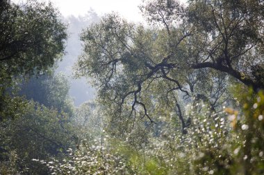 Sabah sisi ve ıslak ormanın tazeliği. Doğada sabah, ağaçların ve sislerin arasından yayılan ışık.