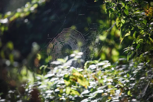 Telarañas Hierba Ramas Los Árboles Rejilla Web Está Iluminada Por —  Fotos de Stock