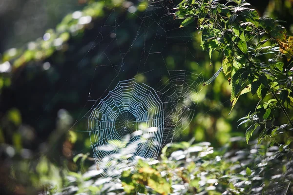 Telarañas Hierba Ramas Los Árboles Rejilla Web Está Iluminada Por —  Fotos de Stock