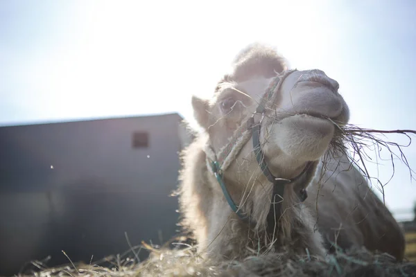 Kamel Närbild Den Ljusa Solen Kamel Tuggar Kamelhuvud Närbild — Stockfoto