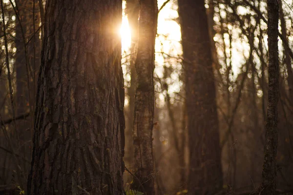 Das Sonnenlicht Zwischen Den Stämmen Der Bäume Bei Sonnenuntergang Wald — Stockfoto