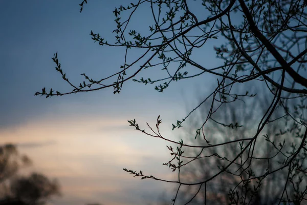 Branches Tree Buds Background Pink Evening Sky Bare Branches Tree — Stock Photo, Image