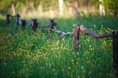 Yaban çiçekleriyle dolu yüksek çimenlikteki dallardan yapılmış ahşap ev yapımı çitler. Rus köyü, çitin oradaki patikada.