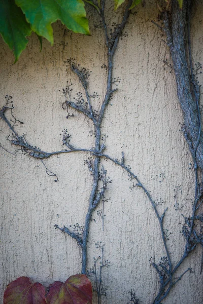 Textura Una Vid Sobre Una Pared Piedra Clara Las Uvas —  Fotos de Stock