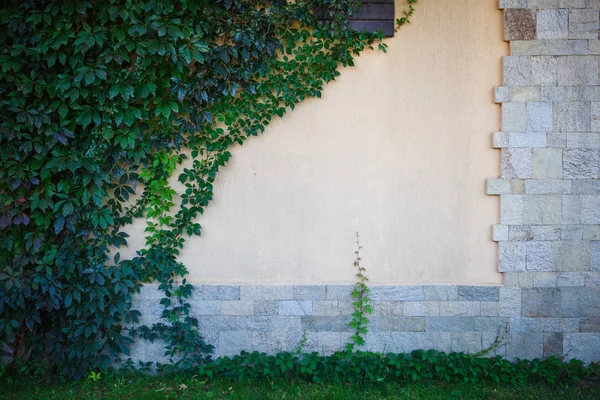 Textura Una Vid Sobre Una Pared Piedra Clara Las Uvas —  Fotos de Stock