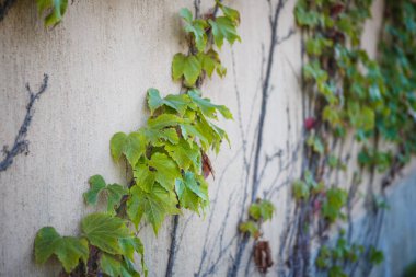 Işık taşından bir duvardaki sarmaşık dokusu. Bulgaristan 'da bir evin duvarında yabani üzüm yetişiyor