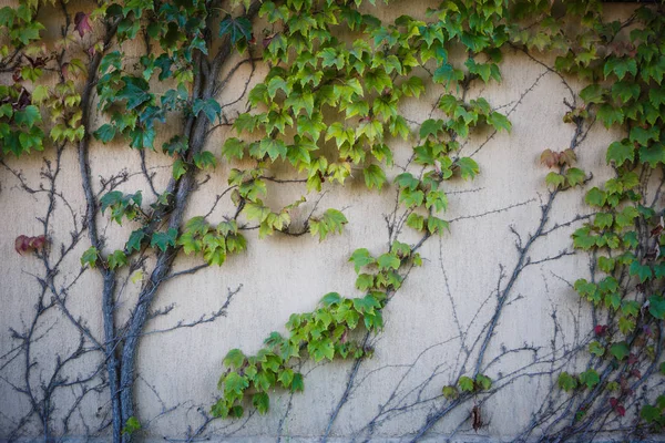 Texture Vine Light Stone Wall Wild Grapes Grow Wall House — 스톡 사진