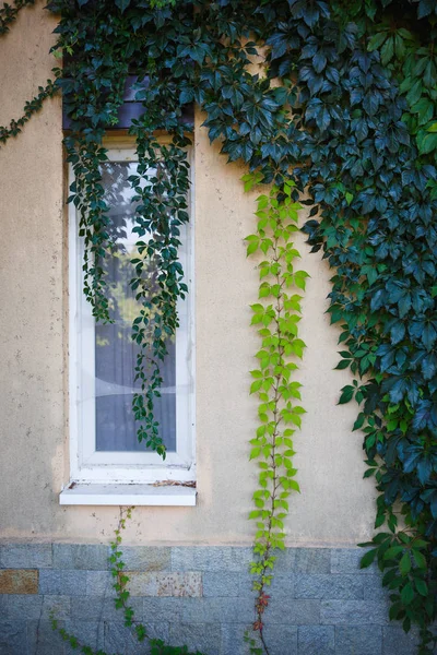 Texture Une Vigne Sur Mur Pierre Clair Des Raisins Sauvages — Photo