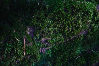 Yosun ve gölge desenli doğal taş dokusu. Yosun ve çimenle kaplı kaya, gri taş ve röfleli yeşil yosun.