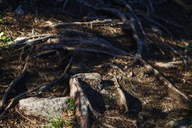 Yerdeki köklerin doğal dokusu. Karanlık yeryüzündeki köklerin yoğun birleşimi, ekolojik arkaplan
