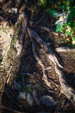 Yerdeki köklerin doğal dokusu. Karanlık yeryüzündeki köklerin yoğun birleşimi, ekolojik arkaplan