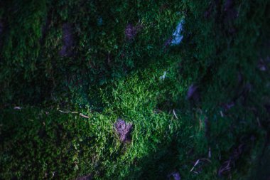Yosun ve gölge desenli doğal taş dokusu. Yosun ve çimenle kaplı kaya, gri taş ve röfleli yeşil yosun.