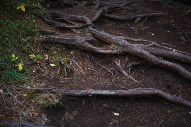 Yerdeki köklerin doğal dokusu. Karanlık yeryüzündeki köklerin yoğun birleşimi, ekolojik arkaplan